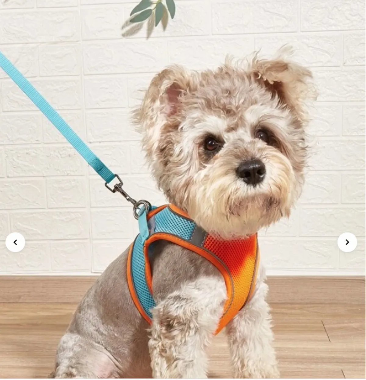 A cheerful dog in a colorful harness stands on a wooden floor near a textured wall, suggesting a space that's both pet-friendly and welcoming to furry companions. The focus is on the dog, but the home environment is clean and inviting.