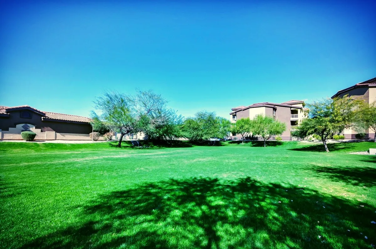 This image captures a lush green lawn surrounded by mature trees and residential buildings, evoking a sense of relaxed outdoor living. The open grassy area suggests plenty of space for outdoor activities and dog-friendly play.